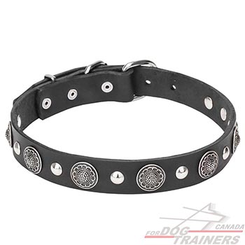 Natural leather dog collar with conchos and studs