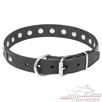 Studded Leather Dog Collar with Chrome Plated Hardware