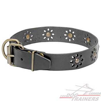 Dog Leather Collar with Brass Fittings