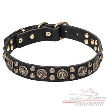 Leather Dog Collar with Brass Decorations