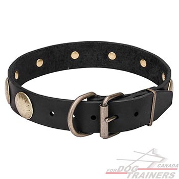 Leather Canine Collar with Rust Resistant Brass-plated Hardware