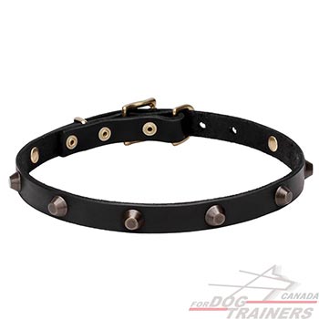 Natural leather dog collar adorned with studs