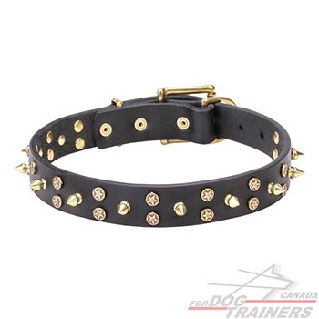 Leather Dog Collar Adorned with Spikes and Gold-Like Stars