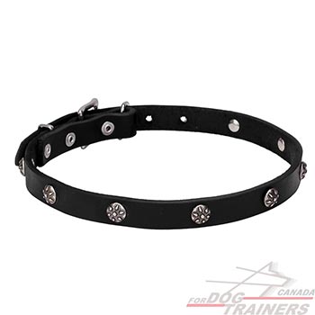 Natural leather dog collar with chrome plated studs