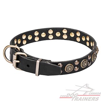 Brass Plated hardware for leather dog collar