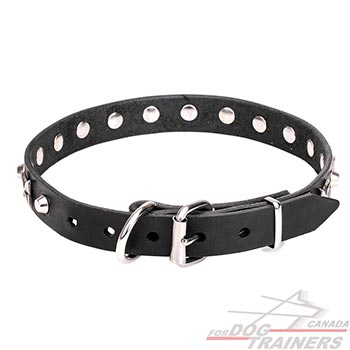 Leather walking dog collar with nickel plated hardware