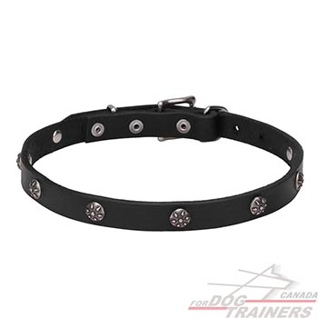 Walking Leather Dog Collar with engraved studs
