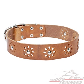Dog leather collar tan color
