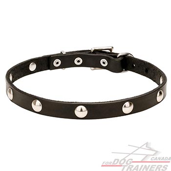 Studded leather dog collar with small studs