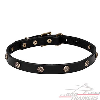 Natural leather dog collar with Round Studs