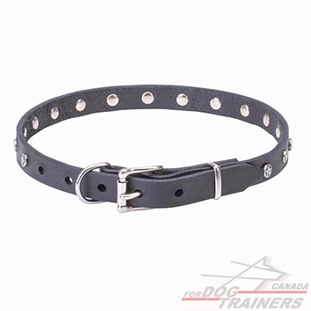 Shiny silvery hardware for black leather dog collar