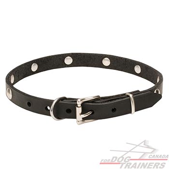 Fancy design leather dog collar with studs