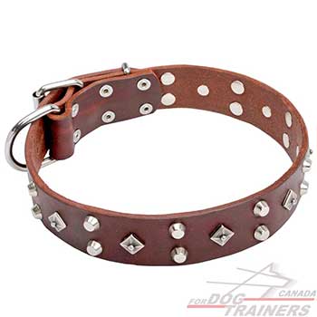 Nickel plated decor on dog leather collar