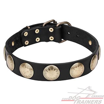 Leather Dog Collar with Riveted Brass Circles