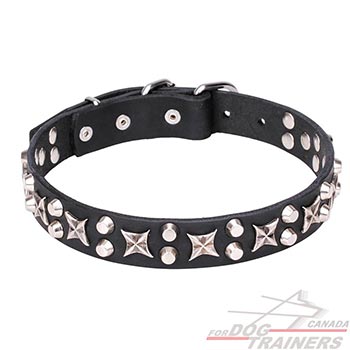 Leather Dog Collar with with Splendid Adornment