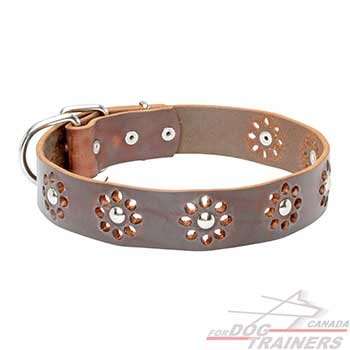 Brown leather collar for dog walking in style
