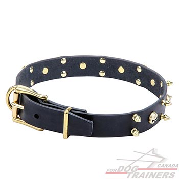 Leather collar with rust-proof brass hardware for dog walking in style