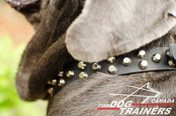 Leather Dog Collar with Riveted Rust Resistant Studs