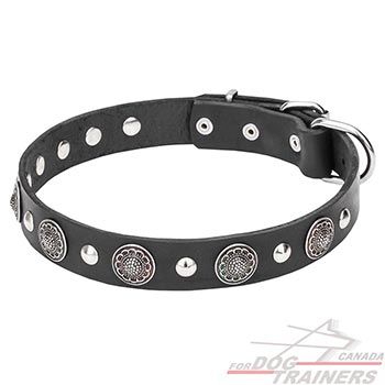Leather Collar with Shiny Rustproof Conchos and Studs