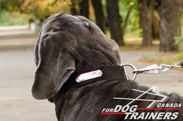 Nylon Dog Collar for Comfortable Walking