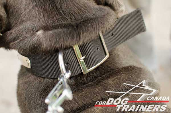 Dog Nylon Collar with Rust-proof D-ring