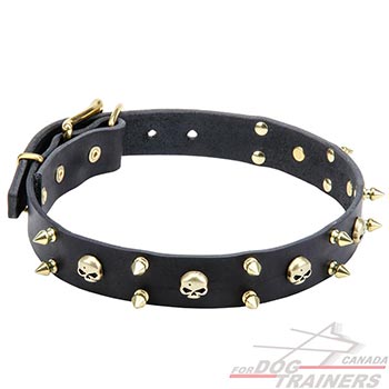 “Rock Style” leather dog collar with brass spikes and skulls