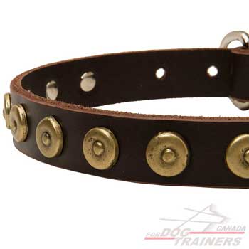Dog collar decorated with brass circles