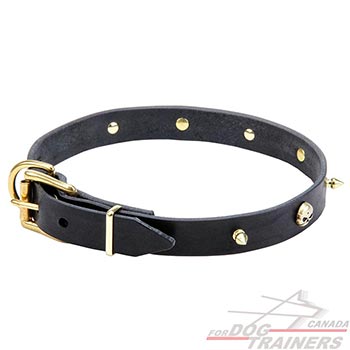 Leather collar for dog walking in style
