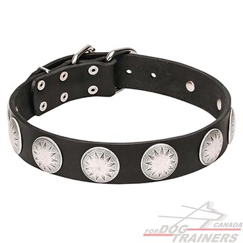 Leather Dog Collar with Chrome Plated Round Circles