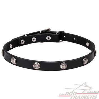 Natural leather dog collar with studs