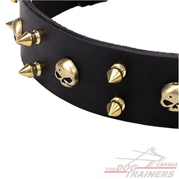 Brass skulls and spikes on elegant leather dog collar