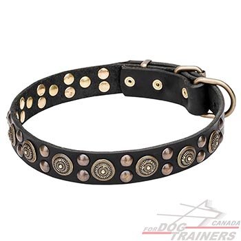 Brass decorations on elegant leather dog collar