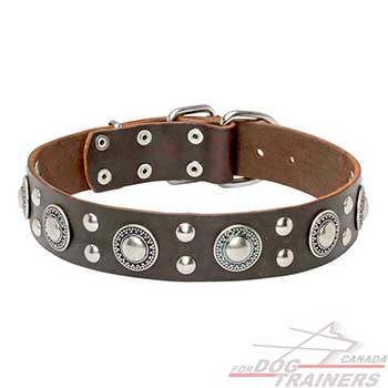 Reliable brown leather dog collar