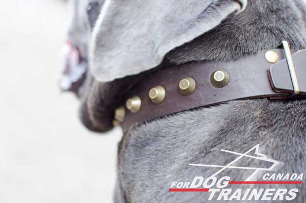 Leather dog collar with rust-proof fittings