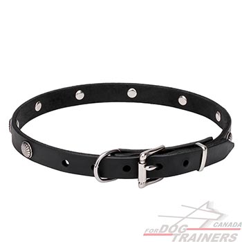  Leather Dog Collar with Chrome Plated Hardware