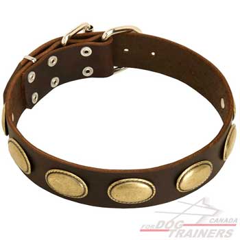 Dog collar with brass oval plated