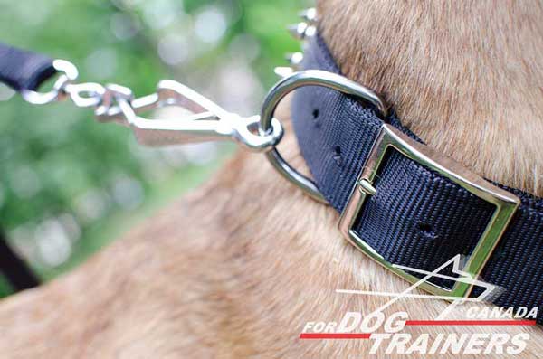 Dog collar with strong D-ring and buckle