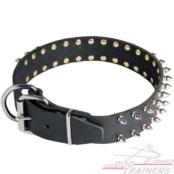 Dog collar with nickel-plated hardware