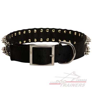 Dog collar with rust resistent cover on hardware