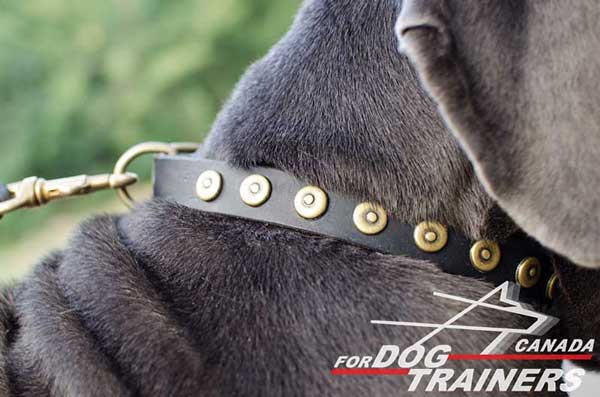 Collar for dogs decorated with vintage studs
