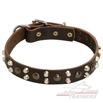 Leather dog collar with brass and nickel studs
