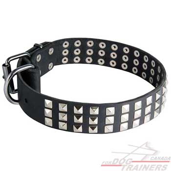Leather collar with nickel plated studs