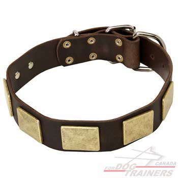 Leather dog collar for stylish walking