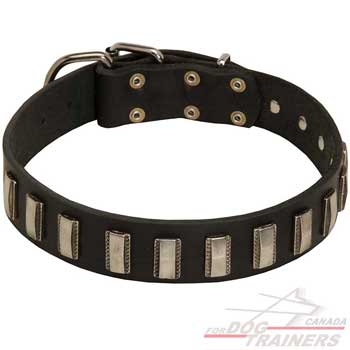 Leather dog collar with nickel plates decoration