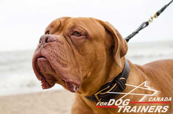 Dogue De Bordeaux Collar Leather with Stitched Buckle
