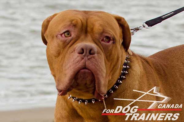 Dogue de Bordeaux collar decorated with silver-like spikes