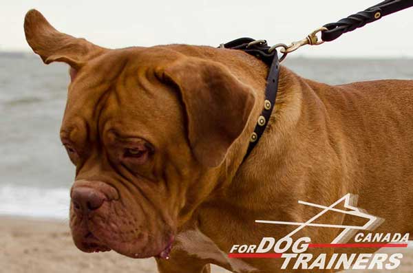 Leather collar for Dogue de Bordeaux breed with lead attachment
