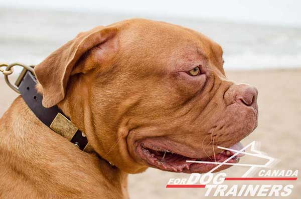 Dogue de Bordeaux Leather Collar with Cones and Plates