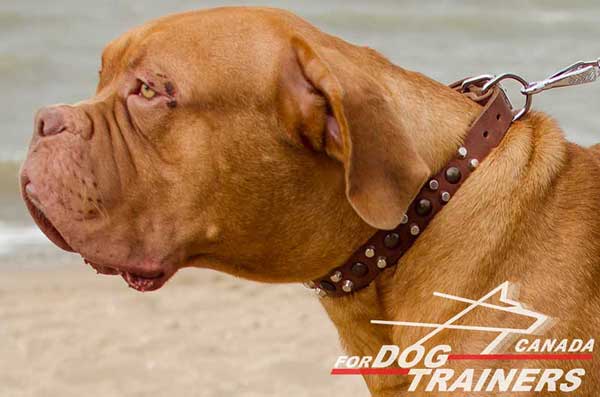 Leather Dogue de Bordeaux Collar with Brass and Nickel Studs