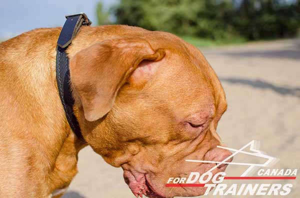 Adjustable Leather Choke Collar for Dogue de Bordeaux
